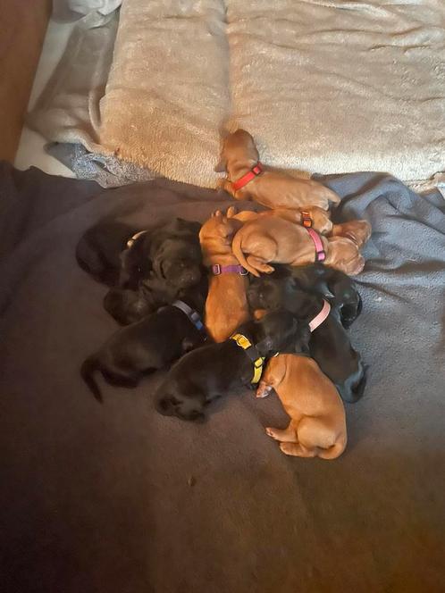 Eenmalig nestje met cocker pups., Dieren en Toebehoren, Honden | Retrievers, Spaniëls en Waterhonden, Meerdere dieren, Particulier