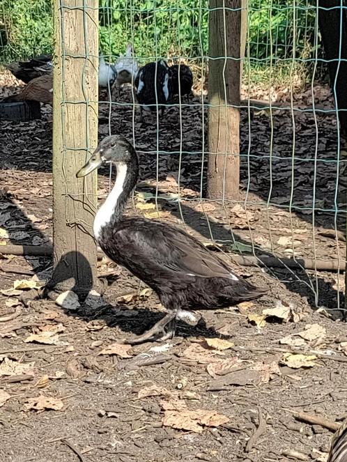 Loopeend, Animaux & Accessoires, Volatiles, Canard, Mâle