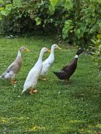 Couple de canards coureurs indiens, Dieren en Toebehoren