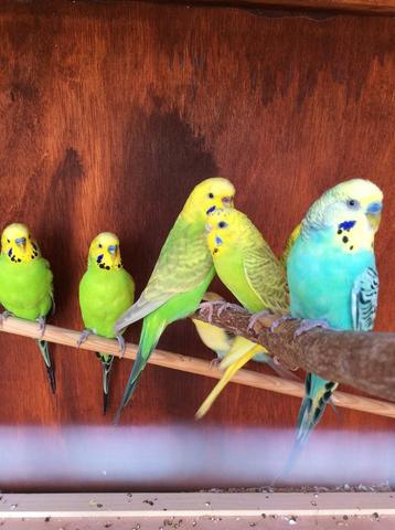 HIPPE KLEUREN GRASPARKIETJES NU 14 EURO/KOPPEL beschikbaar voor biedingen