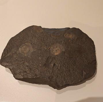 Jura-Duitse dactylioceras ammonietcluster zeedierenfossielen beschikbaar voor biedingen