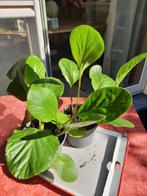 2 vaste planten naam is bergenia blijft blad houden, Ophalen
