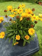 Coreopsis, Ophalen