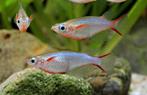 Hobbyaquarium Oryzias woworae/Rijstvis  AKTIE, Vis, Zoetwatervis, Schoolvis