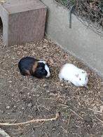 Cavia's, Dieren en Toebehoren, September, Mannelijk, Cavia