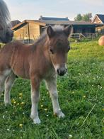 Zeldzame zilverappel bruin NSPS hengstveulen, Dieren en Toebehoren, 0 tot 2 jaar, Hengst, A pony (tot 1.17m), Onbeleerd