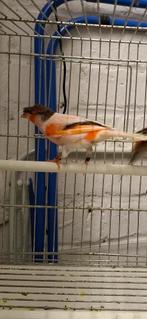 Couple Canaris portugais 2025, Dieren en Toebehoren, Vogels | Kanaries