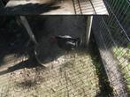 Gratis kip, Dieren en Toebehoren, Vrouwelijk, Kip