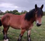 Trekpaard, Dieren en Toebehoren, Paarden, Merrie, Gechipt, 3 tot 6 jaar