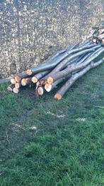 Pootgoed knotwilgen, Jardin & Terrasse, Plantes | Arbres, Enlèvement