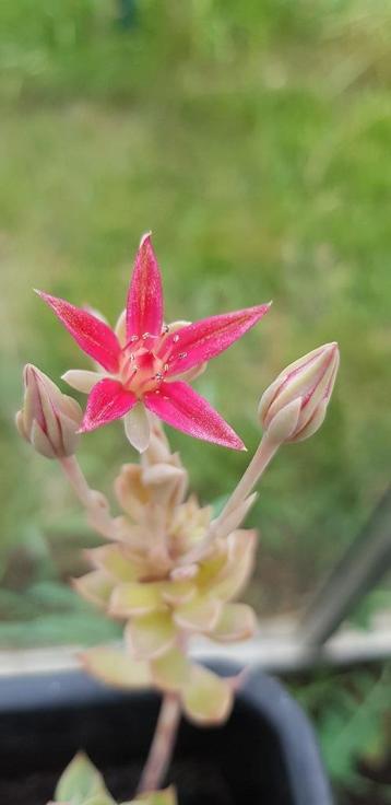 Zeldzame vetplant – Graptopetalum bellum met prachtige bloem beschikbaar voor biedingen