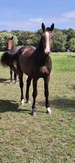 springpaard, Dieren en Toebehoren, Paarden, Merrie, Springpaard, Gechipt, 0 tot 2 jaar