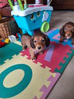 Langharige dwergteckel pups, Belgique, Poils longs, Plusieurs, Nain