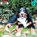 Berner Sennen Titus – Zachtaardig en nu al een goede waker, Dieren en Toebehoren, 15 weken tot 1 jaar, Sennenhond, Buitenland