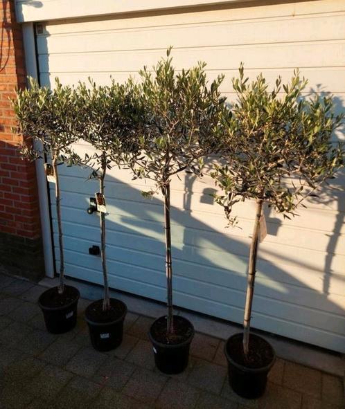 Olijfbomen, Tuin en Terras, Planten | Bomen, Ophalen