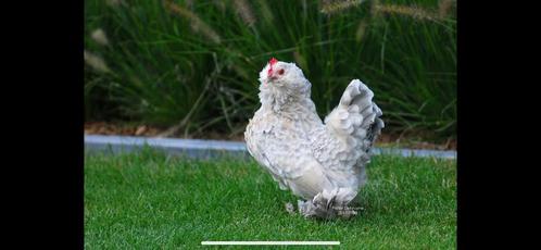 Ik zoek Ukkelse Baardkriel isabelporselein hennen, Dieren en Toebehoren, Pluimvee