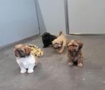 shih tzu pups, Dieren en Toebehoren, België, Overige rassen, CDV (hondenziekte), 8 tot 15 weken