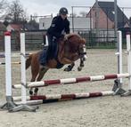 Aparte B sportpony 1.26 m, Dieren en Toebehoren, Pony's, Merrie, B, Gechipt, Springpony