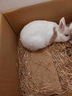 Lapin, Animaux & Accessoires, Lapins