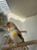 Distelvink, Dieren en Toebehoren, Vogels | Overige Vogels, Mannelijk, Wildzangvogel, Geringd