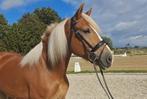 Knappe lieve brave haflinger merrie !!, Dieren en Toebehoren, 7 tot 10 jaar, Recreatiepony, Merrie, Gechipt