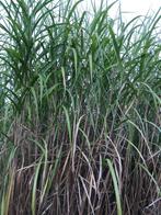 Miscanthus Floridulus., Jardin & Terrasse, Plantes | Jardin, Plein soleil, Graminées ornementales, Automne, Enlèvement ou Envoi