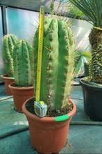 Winterharde cactus Echinopsis Atacamaensis Pasacana. Winterh, Tuin en Terras, Planten | Tuinplanten, Ophalen of Verzenden