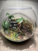 Terrarium, Huis en Inrichting, Ophalen, Ficus, Volledige schaduw, Minder dan 100 cm