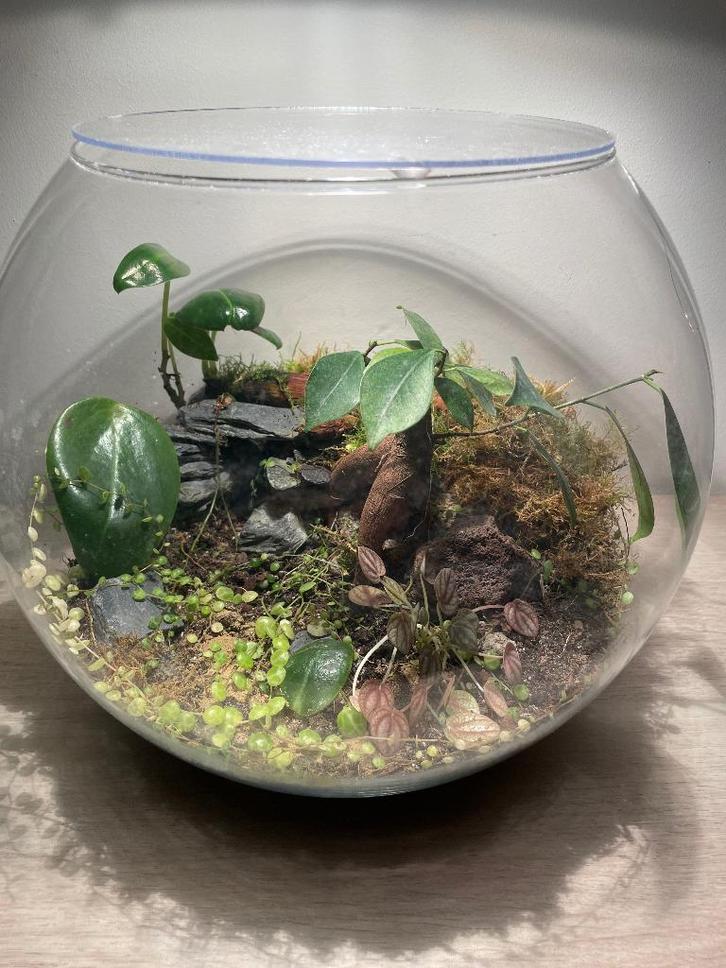 Terrarium, Maison & Meubles, Plantes d'intérieur, Ficus, Moins de 100 cm, Plante verte, Ombre complète, Enlèvement