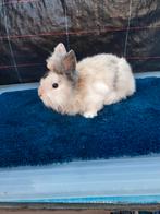 Dwerg konijnen mannetjes 9weken oud mannetjes 10€, Dwerg