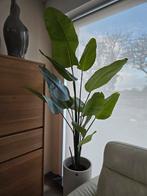 Strelitzia Nicolai nepplant, Ophalen