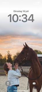 Opzoek naar een paard, Dieren en Toebehoren, Paarden, Niet van toepassing, 165 tot 170 cm, Springpaard