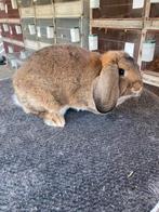 Duitse hangoor konijn, Dieren en Toebehoren, Konijnen, Hangoor