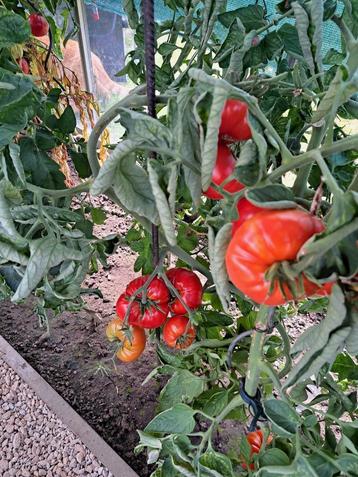 alle dagen verse Tomaten 15 soorten, Enlèvement