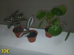 Planten, Ophalen