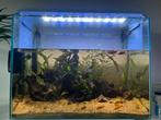 Aquarium van 85 l, Dieren en Toebehoren, Gebruikt, Ophalen, Gevuld zoetwateraquarium