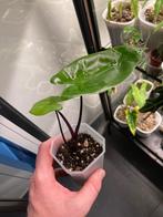 Alocasia Macrorrhiza black stem, Maison & Meubles, Plantes d'intérieur, Autres espèces, Enlèvement ou Envoi, Moins de 100 cm, Plante verte