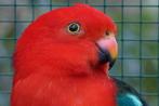 AUSTRALISE KONINGS PARKIET, Dieren en Toebehoren, Meerdere dieren, Parkiet, Geringd