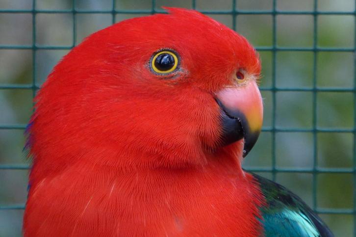 AUSTRALISE KONINGS PARKIET, Dieren en Toebehoren, Vogels | Parkieten en Papegaaien, Parkiet, Meerdere dieren, Tam, Geringd