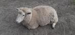 jonge dekrammen  en ooien, Dieren en Toebehoren, Schapen, Geiten en Varkens, Meerdere dieren, Schaap, 0 tot 2 jaar