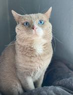 Brits Korthaar Lilac wit DBE, Kater, Gechipt, 0 tot 2 jaar