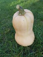 bio butternut pompoenen, Ophalen