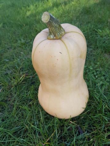 bio butternut pompoenen beschikbaar voor biedingen