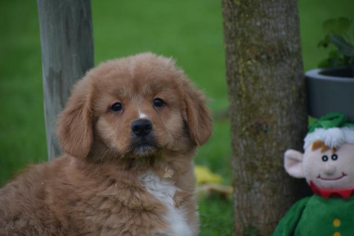 Nova Scotia Duck Tolling retriever pups, Dieren en Toebehoren, Honden | Retrievers, Spaniëls en Waterhonden, Meerdere dieren, Overige rassen