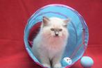 Bluepoint mitted  kattinnetje  onmiddellijk beschikbaar, Poes, Gechipt, 0 tot 2 jaar