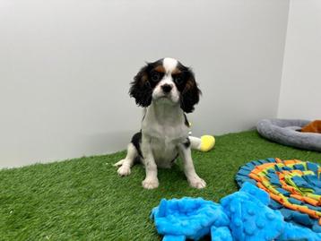 Cavalier King Charles Spaniel pups beschikbaar voor biedingen