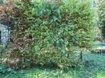 beukenhaag, +- 20stuks van meer dan 2 meter hoog., Tuin en Terras, Planten | Struiken en Hagen, Ophalen, Beukenhaag