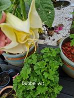 Brugmansia dubbel wit, Tuin en Terras, Planten | Tuinplanten, Ophalen
