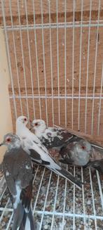 Bonte diamantduifjes