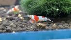 Caridina Red Crystal garnalen, Dieren en Toebehoren, Kreeft, Krab of Garnaal, Zoetwatervis